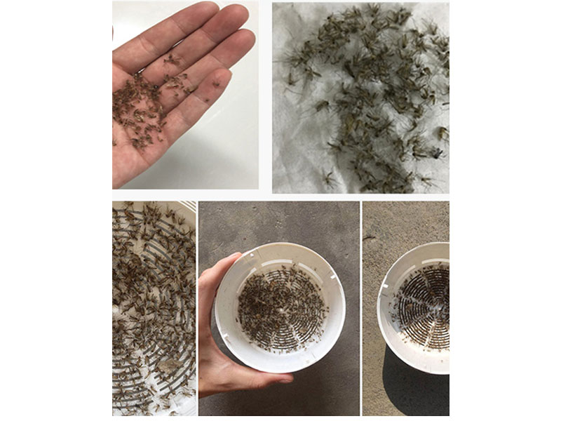 Máy bắt muỗi thông minh Mocato M101