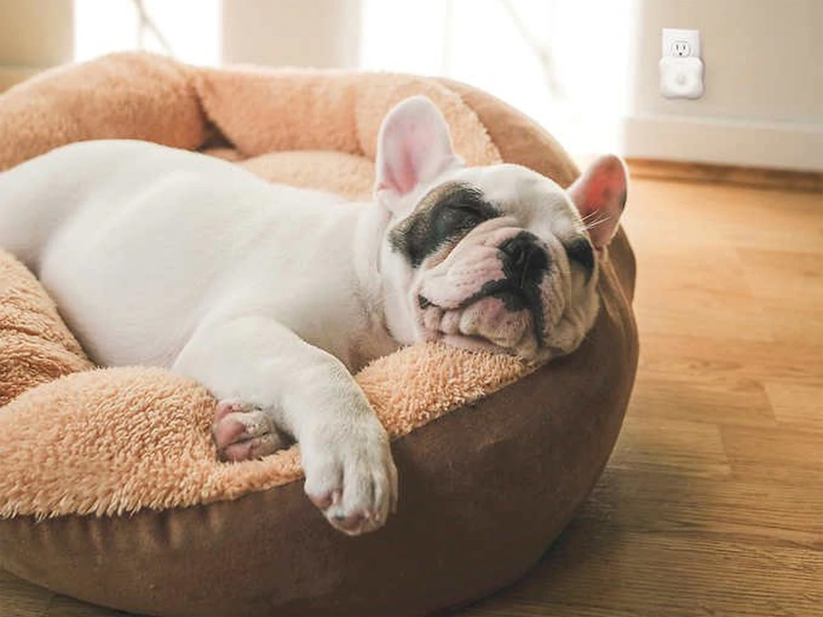 Máy lọc không khí cá nhân Homedics AP-P20 (110V)