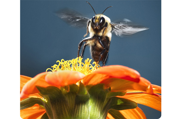 Máy chiếu mini Vankyo Leisure 410W (410WX)