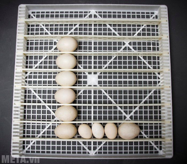 Máy ấp trứng điều áp 100 trứng BALANCE LDI-100