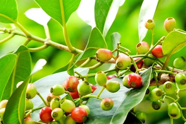 7 công dụng tuyệt vời của nước lá vối đối với sức khỏe