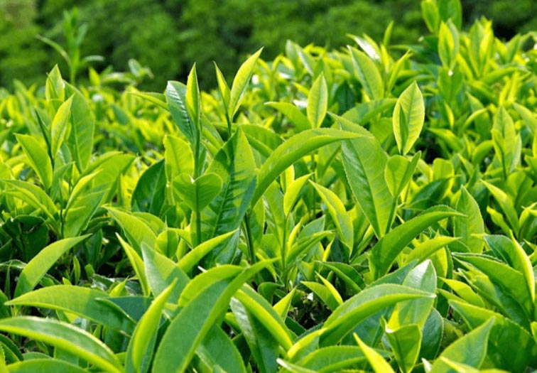 Lá trà xanh trị chàm sữa