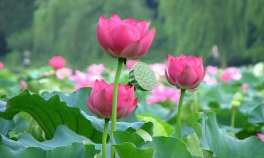 Ý nghĩa của hoa sen hồng là gì Cách cắm hoa sen hồng đẹp tươi lâu