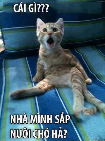 Ảnh mèo chế hài hước, ảnh mèo bựa vui nhất - META.vn