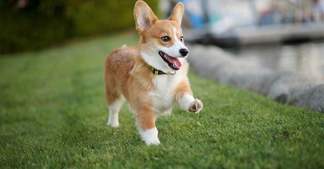 Hình ảnh chó đẹp, ảnh cún cưng xinh "rụng tim" - META.vn