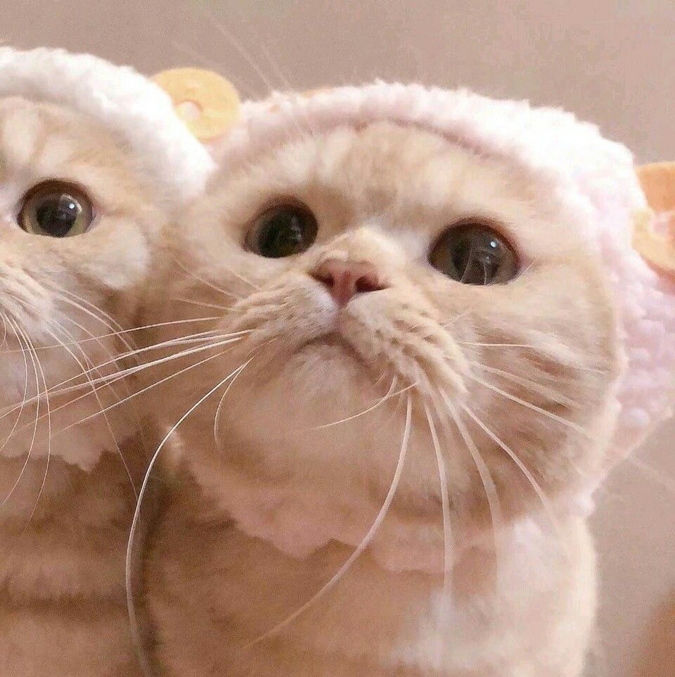 Hình ảnh mèo cute, đáng yêu, ảnh mèo dễ thương iu quá đi - META.vn