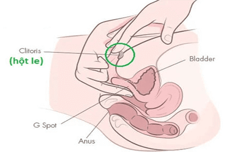 Điểm G và hột le có giống nhau không?