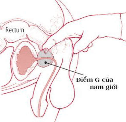 Cách tìm điểm G của nam giới