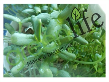 Máy trồng rau mầm KG-262 trồng mầm hướng dương Máy trồng rau mầm KG-262 trồng mầm hướng dương