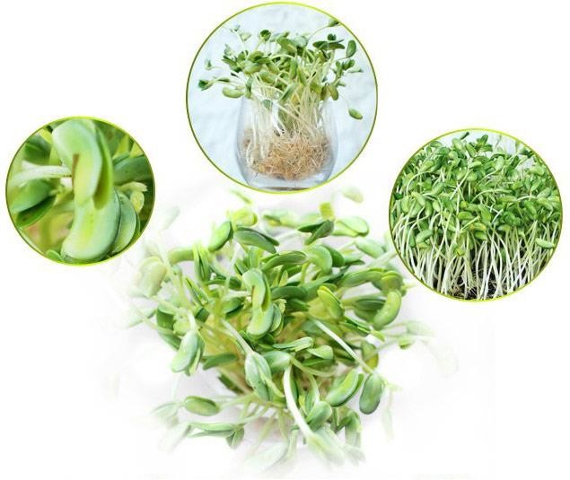 Máy trồng rau mầm KG-262 trồng mầm đỗ đen Máy trồng rau mầm KG-262 trồng mầm đỗ đen